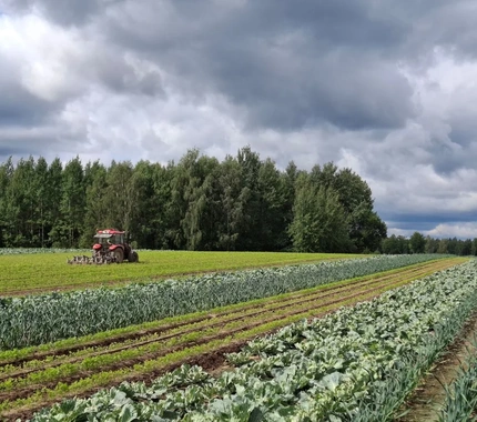 Dārzeņu audzēšana jauktajos stādījumos