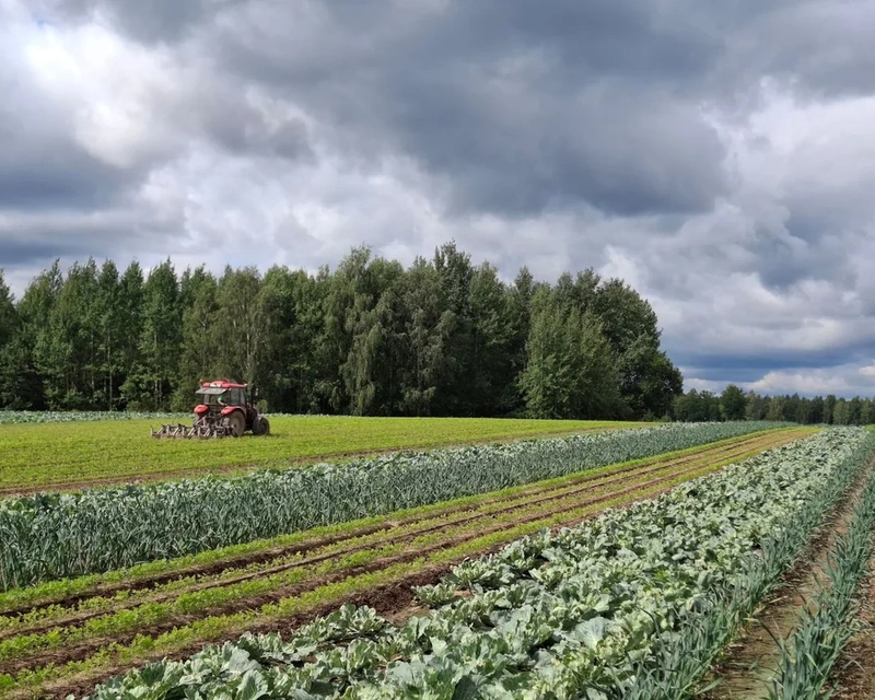 Joslu stādījumi