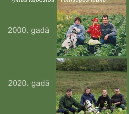Kāpostu laukā